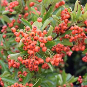 Pyracantha coccinea 'Red Column' 60-80 cm